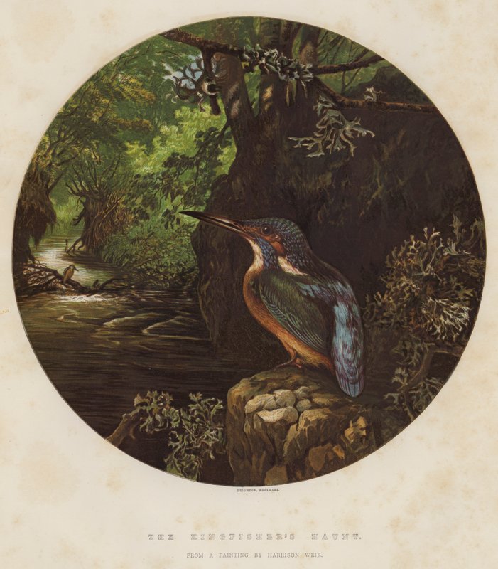 Das Versteck des Eisvogels von Harrison William Weir