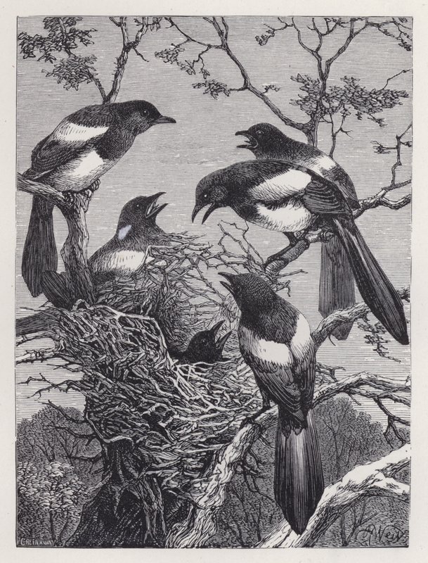 Die Elstern und ihr Nest von Harrison William Weir