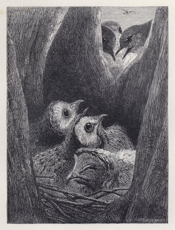 Das Nest der jungen Eulen von Harrison William Weir
