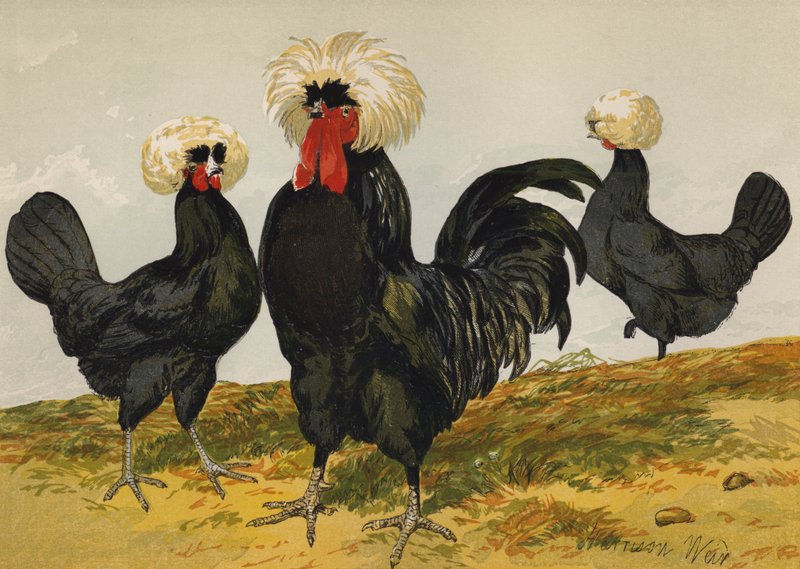 Weißgekrönte schwarze Polnische von Harrison William Weir
