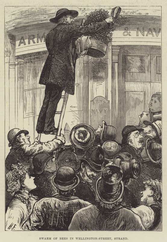 Schwarm von Bienen in der Wellington-Straße, Strand von Harry Furniss