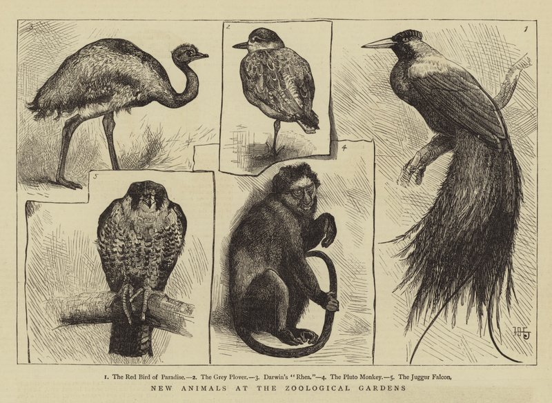 Neue Tiere im Zoologischen Garten von Harry Hamilton Johnston