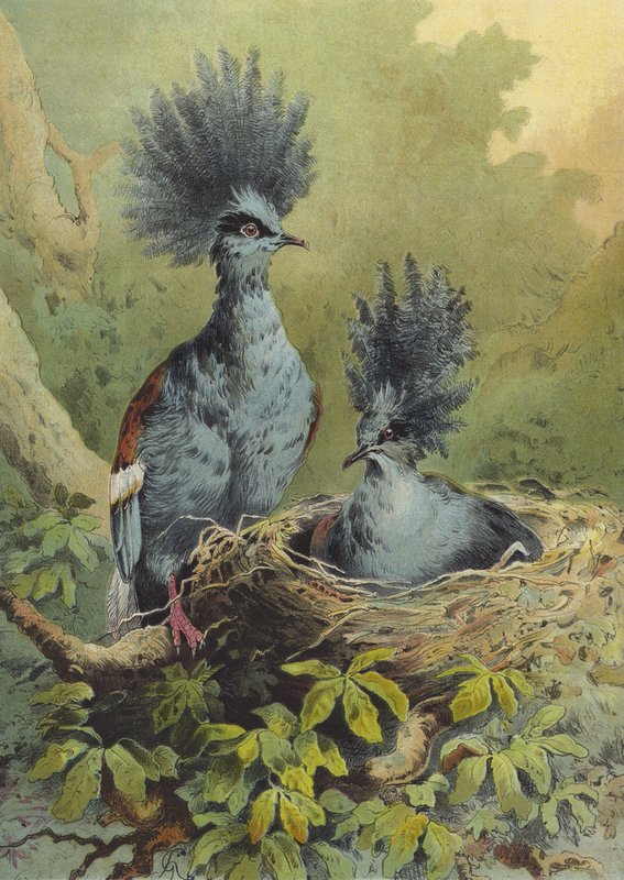 Gekrönte Taube von Hector Giacomelli