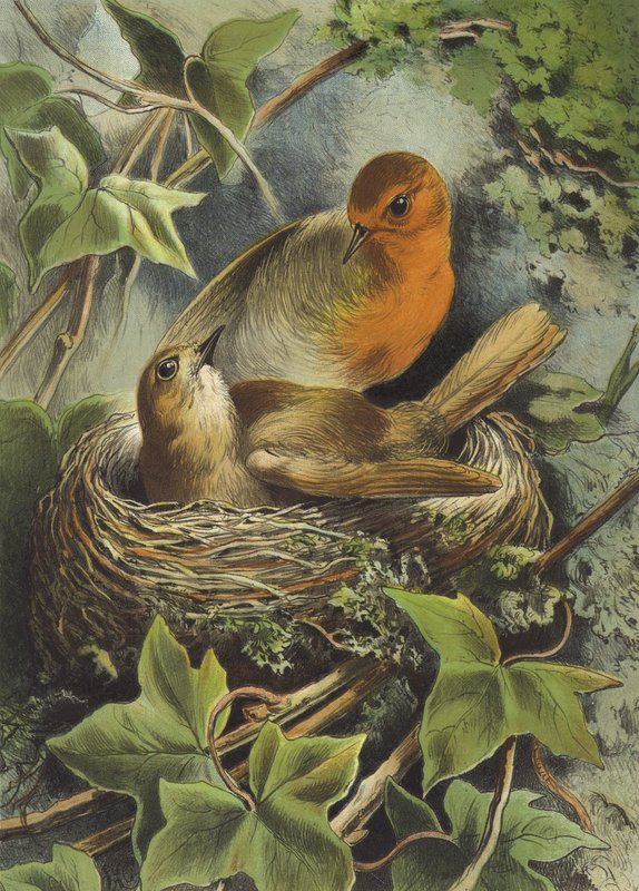Rotkehlchen und sein Nest von Hector Giacomelli