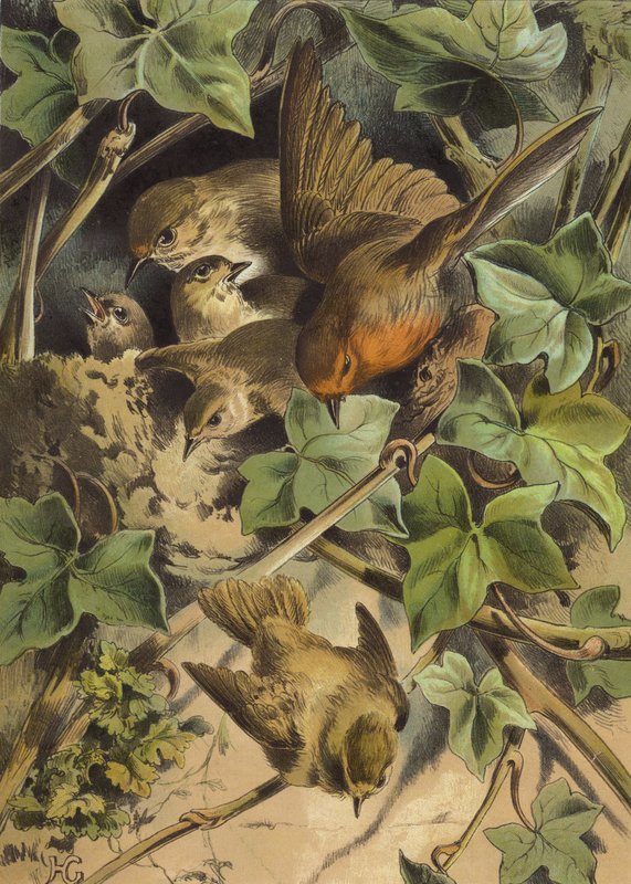 Rotkehlchen, das das Nest verlässt von Hector Giacomelli