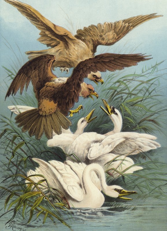 Schwäne und Adler von Hector Giacomelli
