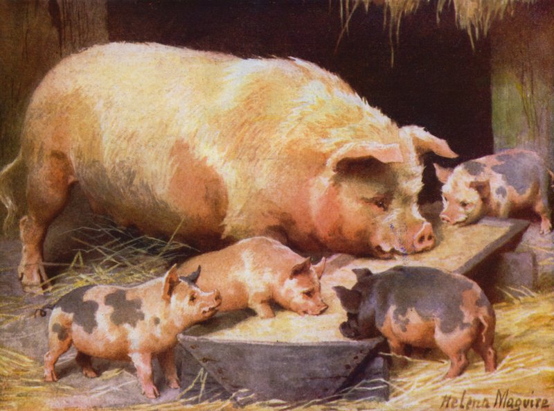 Sau und Ferkel von Helena J. Maguire
