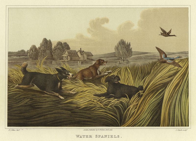 Wasser-Spaniels von Henry Thomas Alken