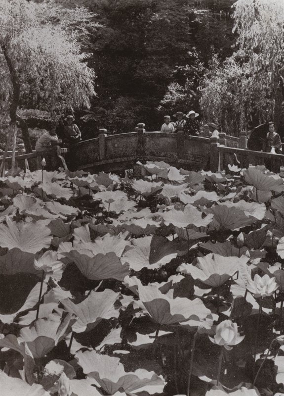 Ein Lotus-Teich von Herbert Ponting