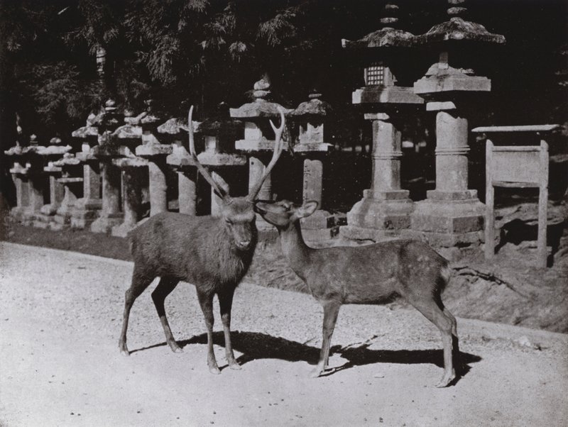 Hirsche, eine Studie in Nara von Herbert Ponting