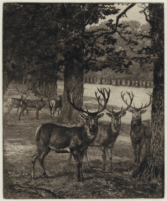 Hirsche im Windsor Park (Stich) von Heywood (after) Hardy
