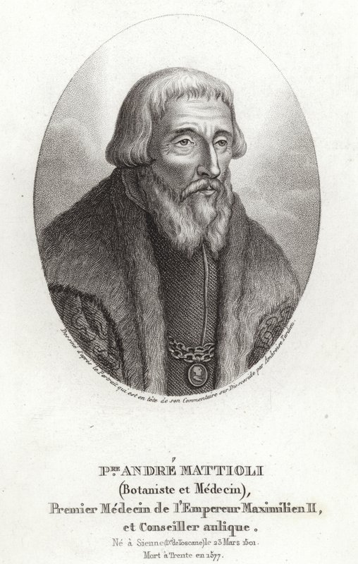 Pietro Andrea Mattioli von Italian School