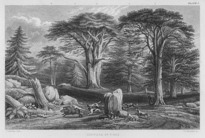 Koniferen oder Kiefern von J. (after) Stewart
