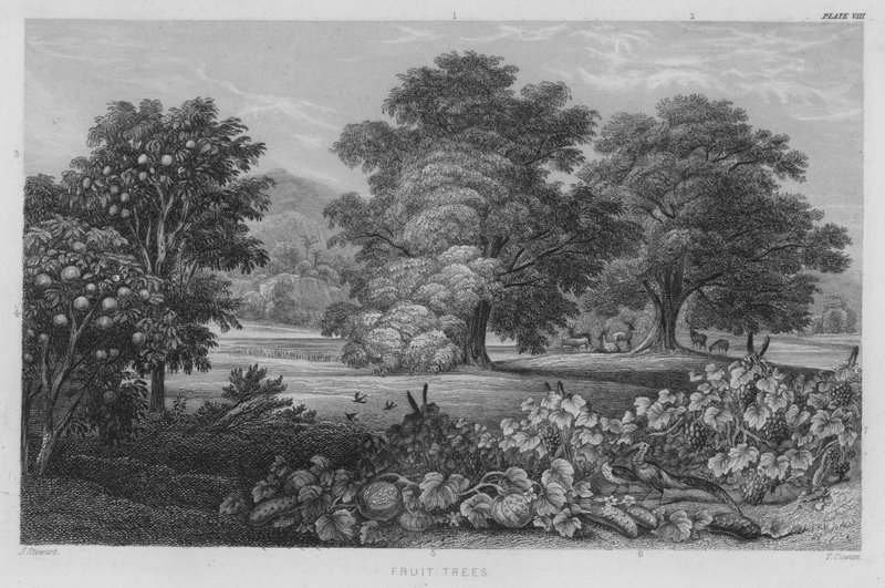 Obstbäume von J. (after) Stewart