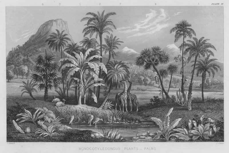 Einkeimblättrige Pflanzen, Palmen von J. (after) Stewart