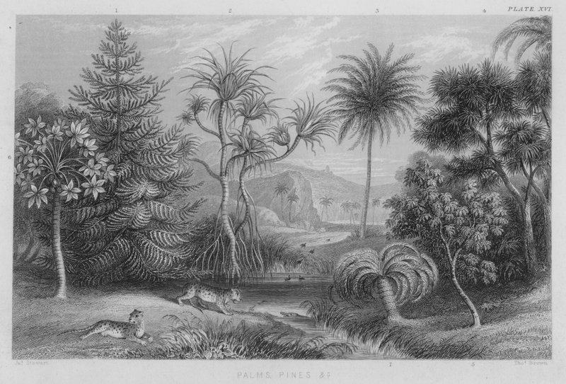 Palmen, Kiefern usw. (farbiger Stich) von J. (after) Stewart