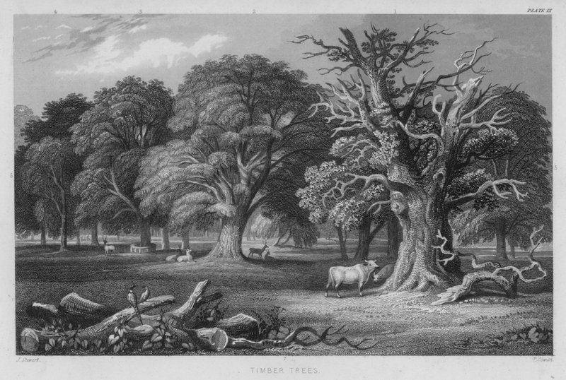Holzbäume von J. (after) Stewart