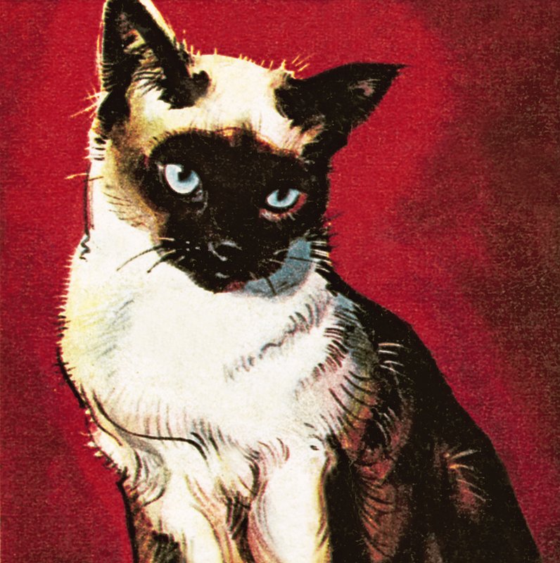 Siamkatze von James Edwin McConnell