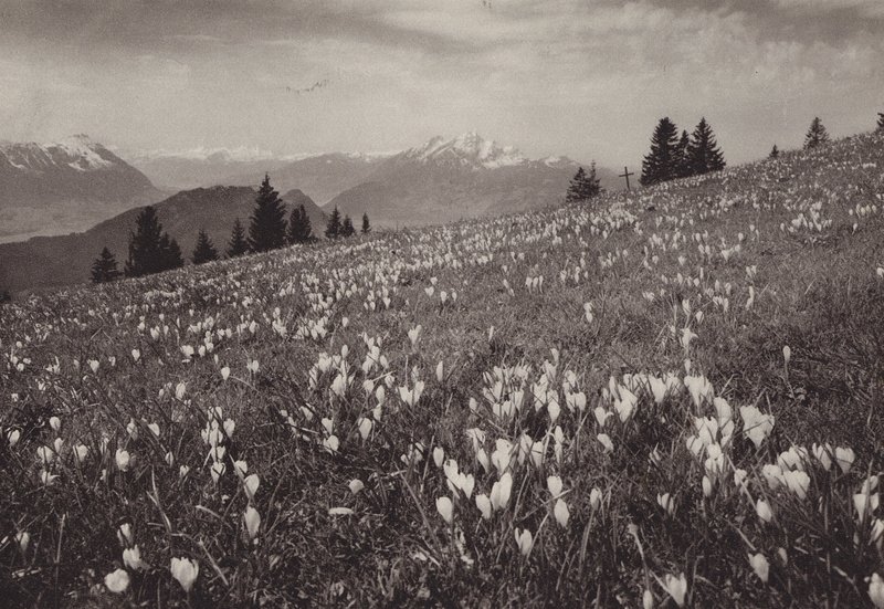 Rigi Kaltbad, Frühling von Jean Gaberell