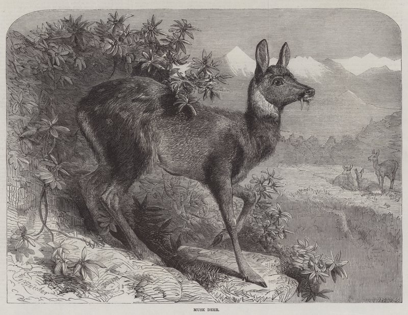 Moschustier von Johann Baptist Zwecker
