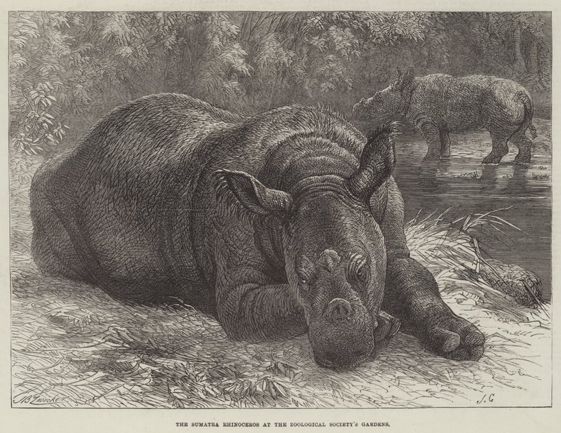 Das Sumatra-Nashorn im Zoologischen Garten von Johann Baptist Zwecker