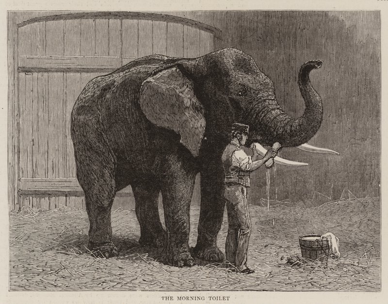 Wanderungen im Zoo von John Charles Dollman