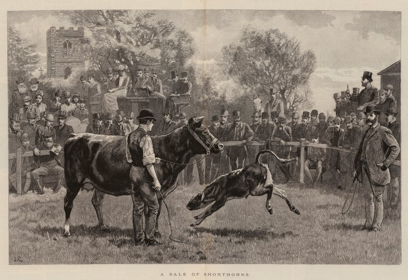 Ein Verkauf von Shorthorns von John Charlton