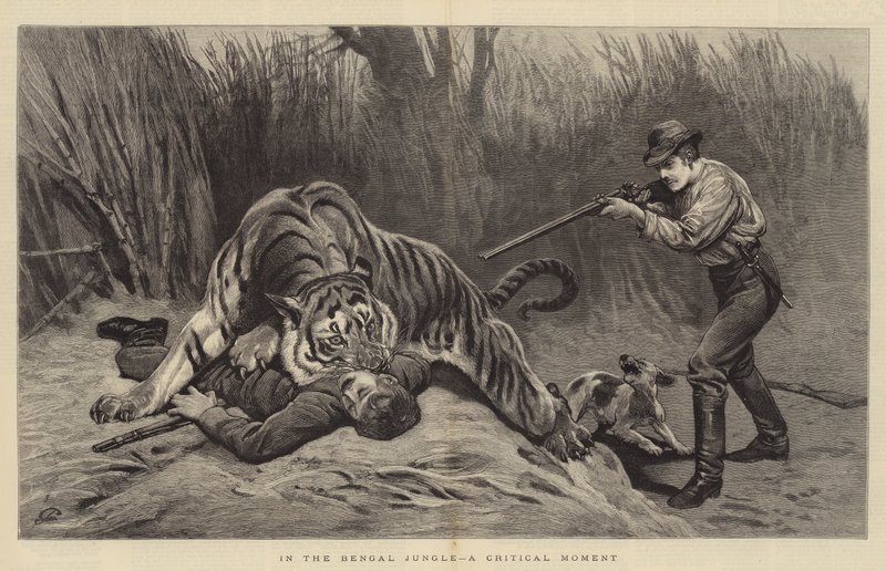 Im Dschungel von Bengalen, ein kritischer Moment von John Charlton