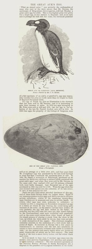 Das Ei des Riesenalks von John Everett Millais