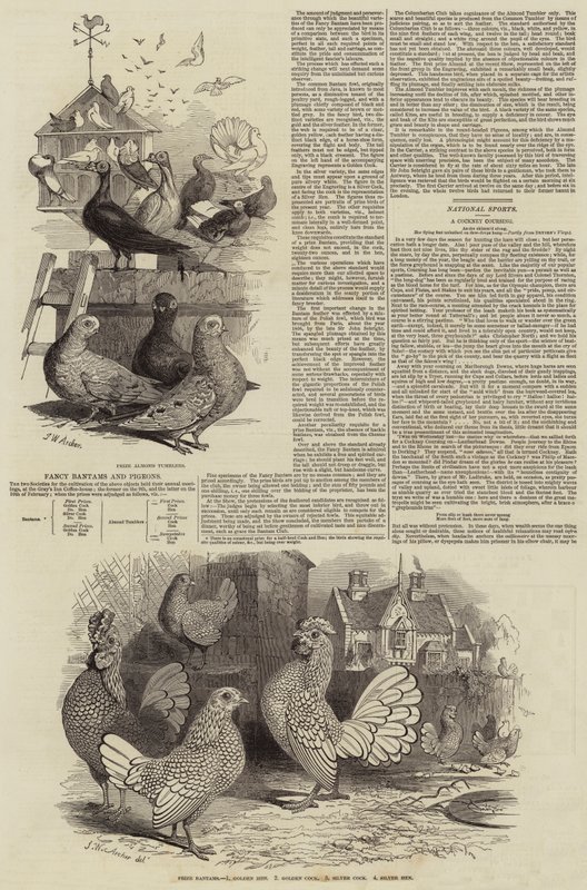Zierhühner und Tauben von John Wykeham Archer