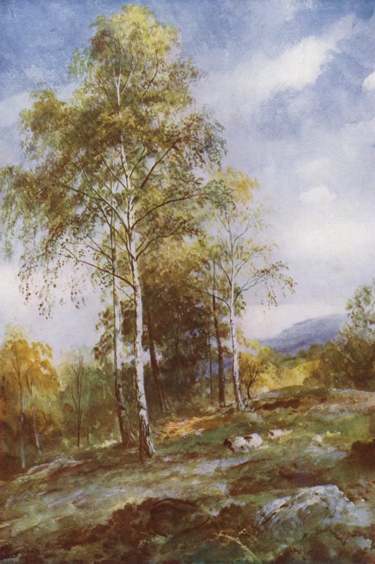 Silberbirken von John (after) MacWhirter