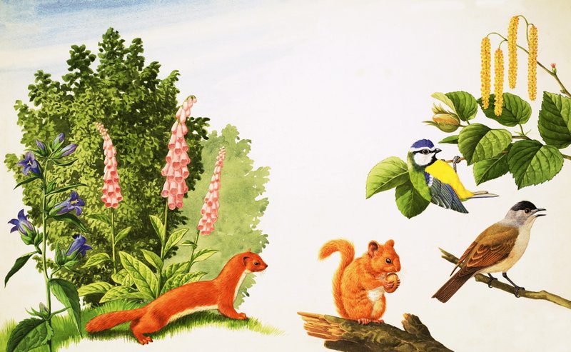 Der Haselbaum von John Rignall