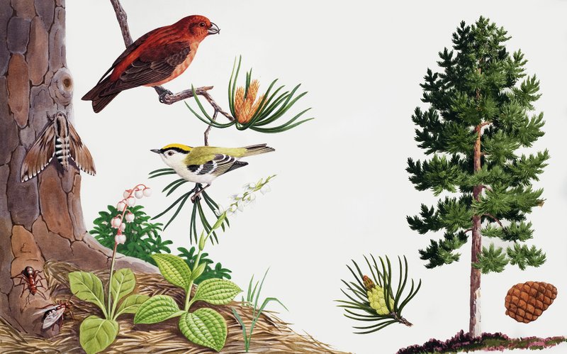 Der Kiefernbaum und seine Bewohner von John Rignall