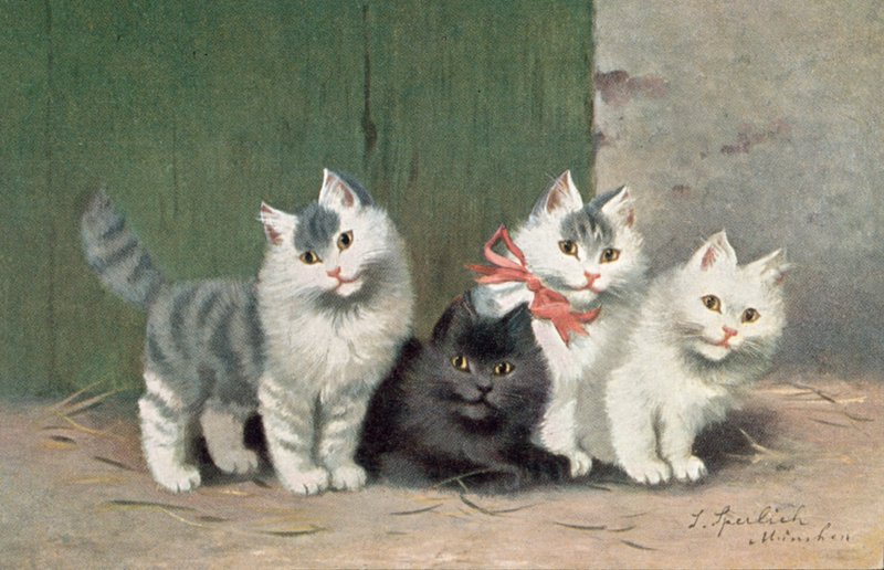 Katzenpostkarte von Josef Sperlich