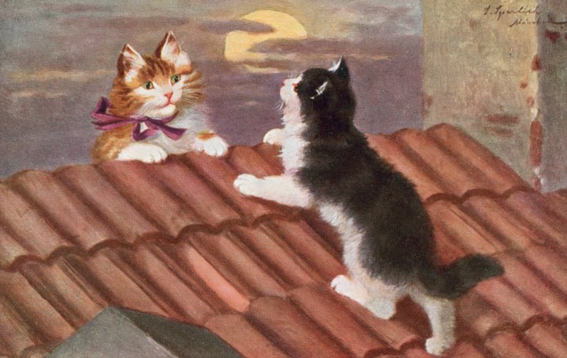 Katzenpostkarte von Josef Sperlich