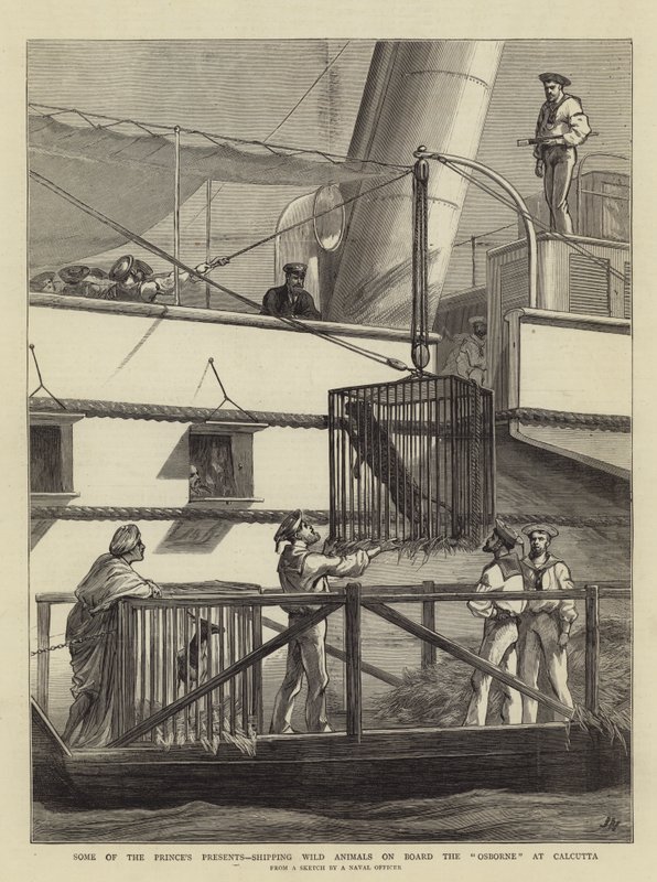 Einige der Geschenke des Prinzen, Verladung von Wildtieren an Bord der Osborne in Kalkutta von Joseph Nash