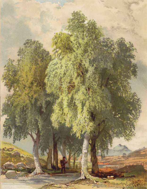 Gruppe von Birken von Joseph Needham