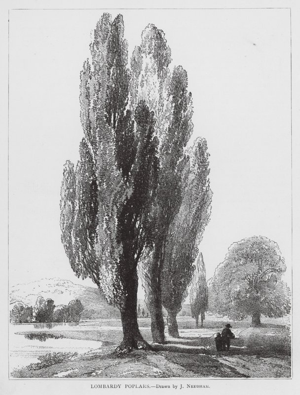 Lombardische Pappeln von Joseph Needham