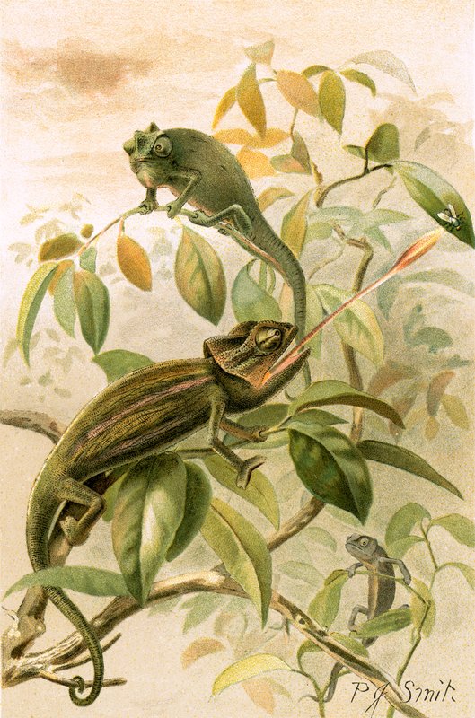 Chamäleons von Joseph Smit