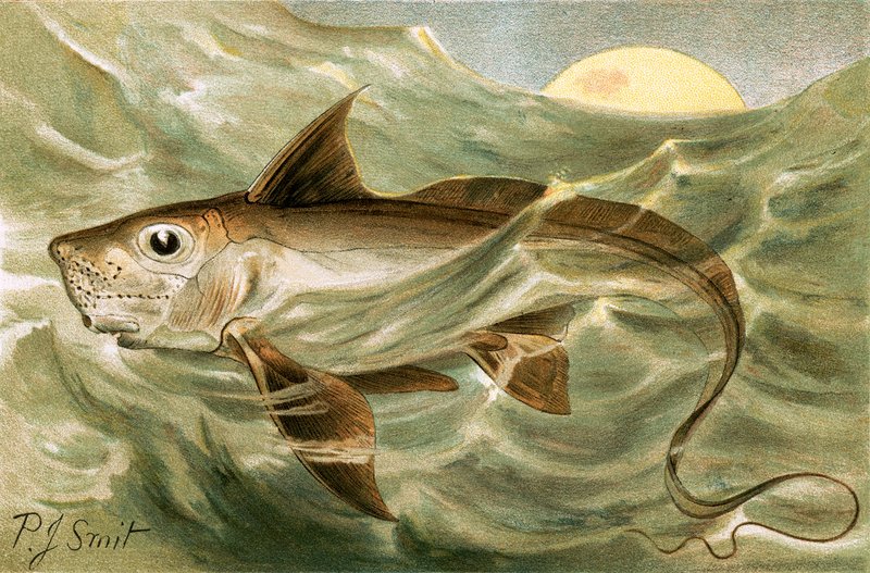 Chimäre von Joseph Smit