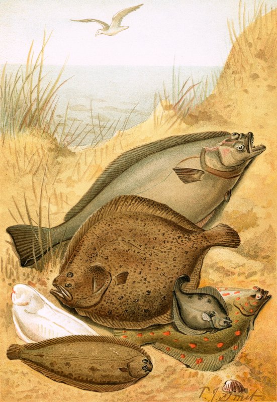 Plattfisch von Joseph Smit