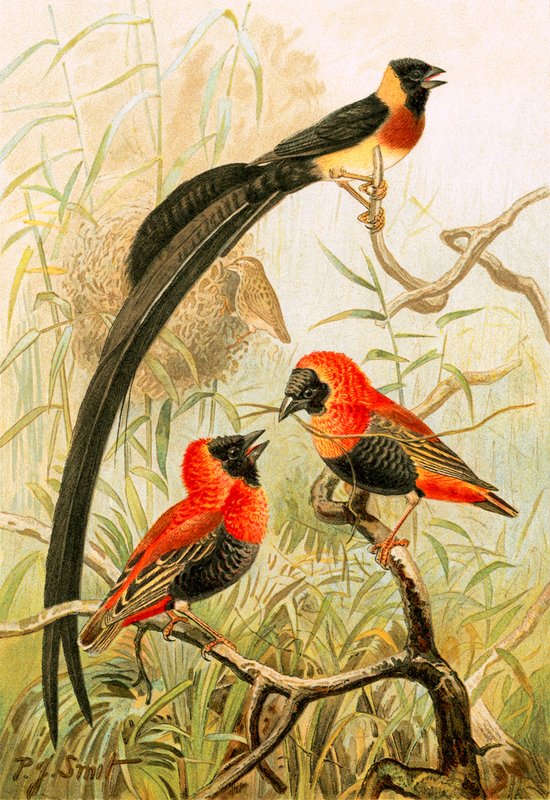 Webervögel von Joseph Smit
