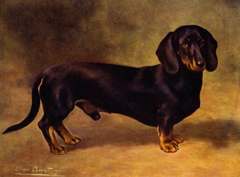 Der Dackel Earl Satin von Lilian Cheviot