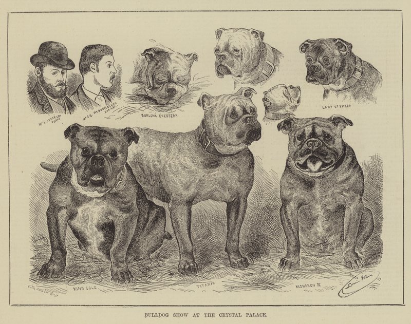 Bulldoggen-Show im Crystal Palace von Louis Wain