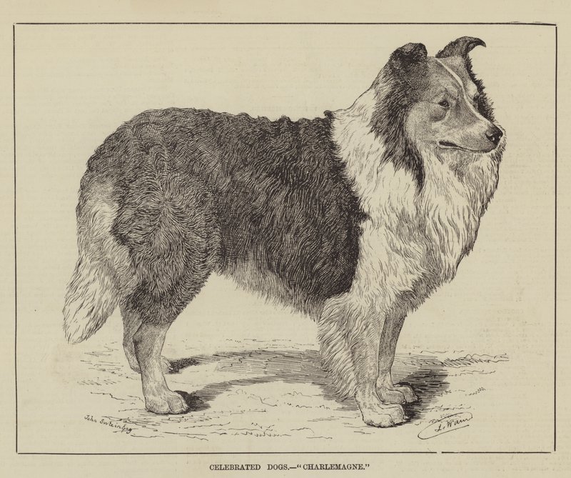 Berühmte Hunde, Karl der Große von Louis Wain