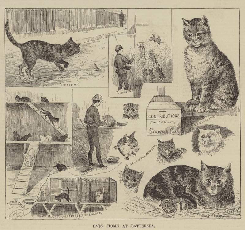 Katzenheim in Battersea von Louis Wain