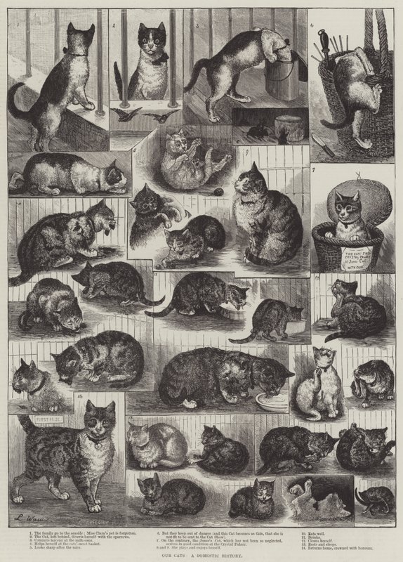 Unsere Katzen, eine häusliche Geschichte von Louis Wain