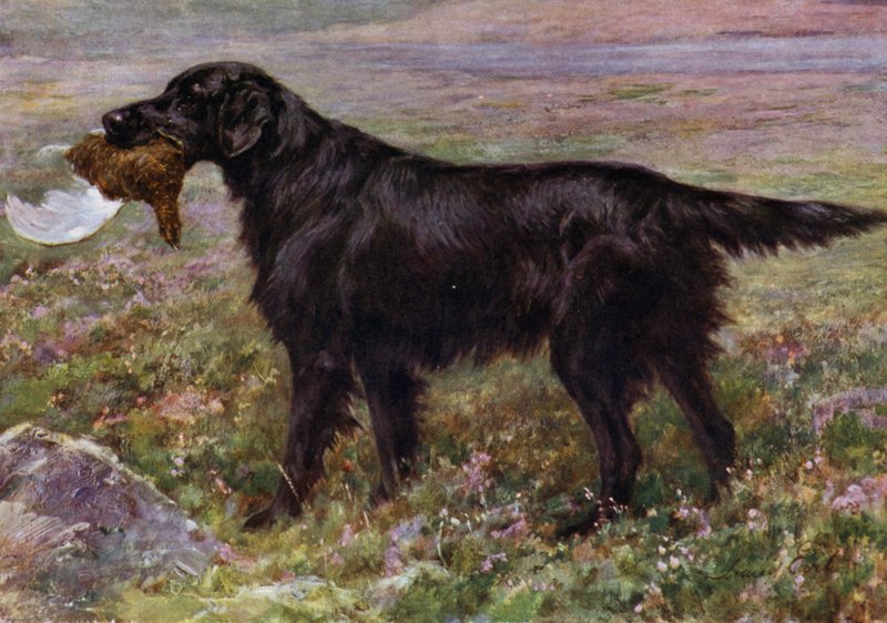 Der Flat-Coated Retriever Champion High Legh Blarney von Maud Earl