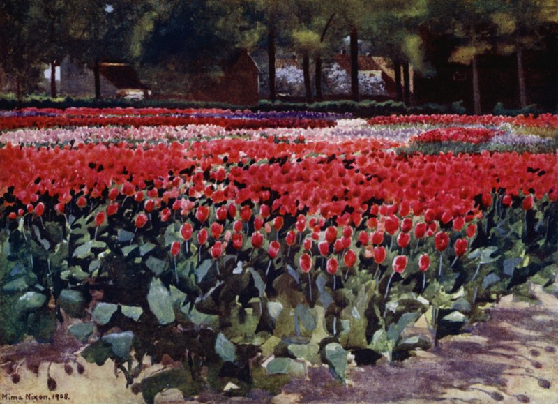 Tulpen in ihrer Blüte von Mima Nixon
