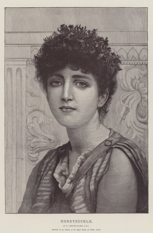 Geißblatt von Norman Prescott Davies